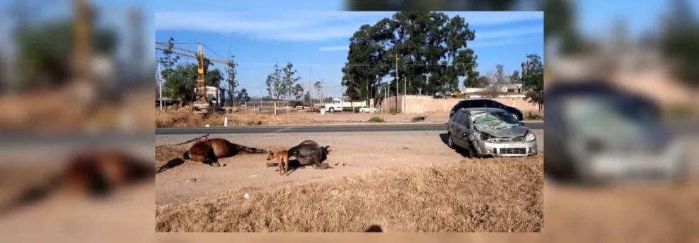 Sábado trágico en Salta: un auto embistió de lleno a dos caballos sueltos en la ruta