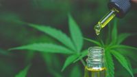 Cannabis medicinal en Salta: avanzan los ensayos del INTA con fines terapéuticos