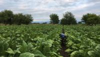 Productores de tabaco Salteños se movilizan en Capital Federal