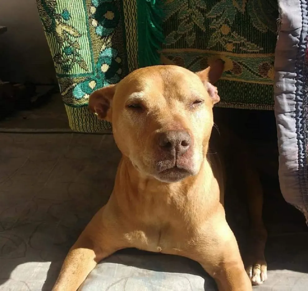 Chona se perdió y la buscan desesperadamente: ¿Ayudamos a que vuelva con su familia?