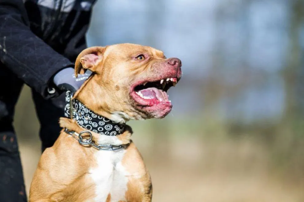 Un pitbull tiene de rehenes a los vecinos del barrio Miguel Ortiz: ¿Qué pasó?