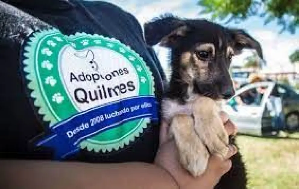 Eugenia Suárez, Nicky Nicole y María Becerra unidas para ayudar a un refugio de animales
