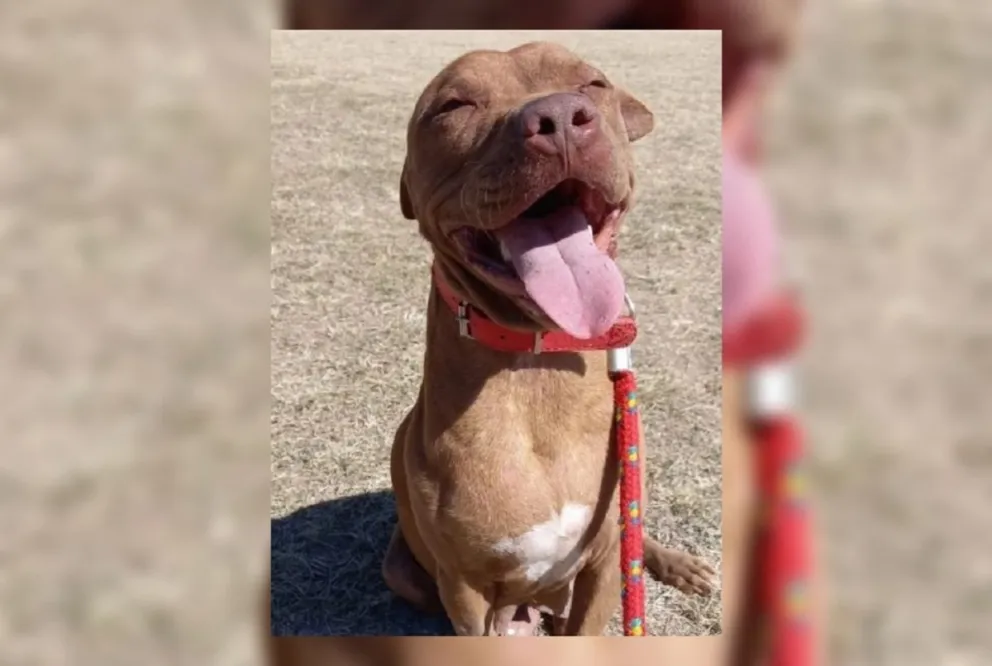 Lo que uno hace por amor: Animaladas Salta hace un llamado a la solidaridad