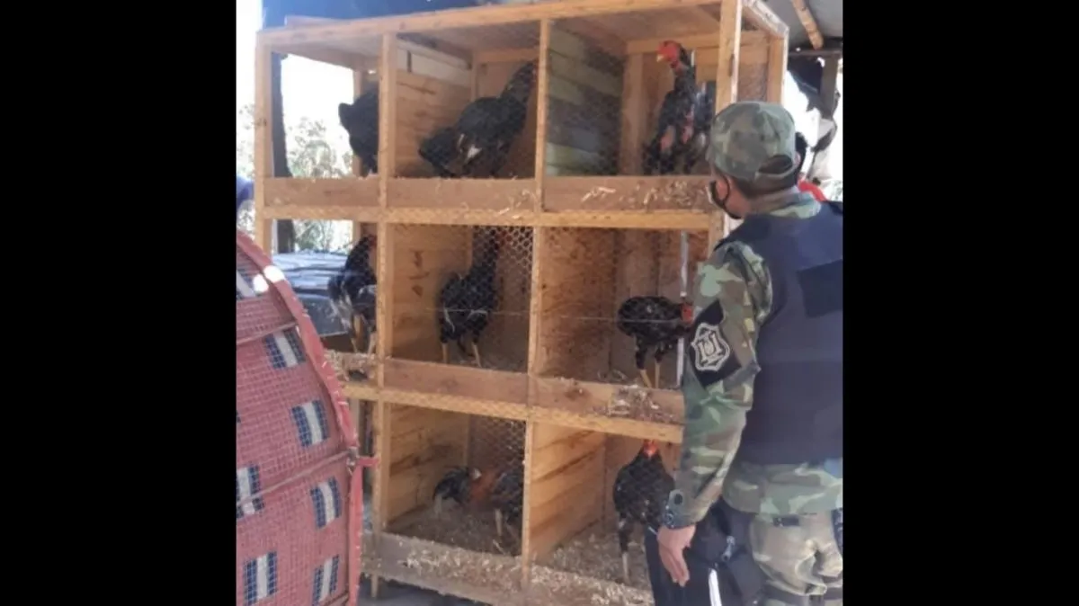 Pelea de Gallos en Salta