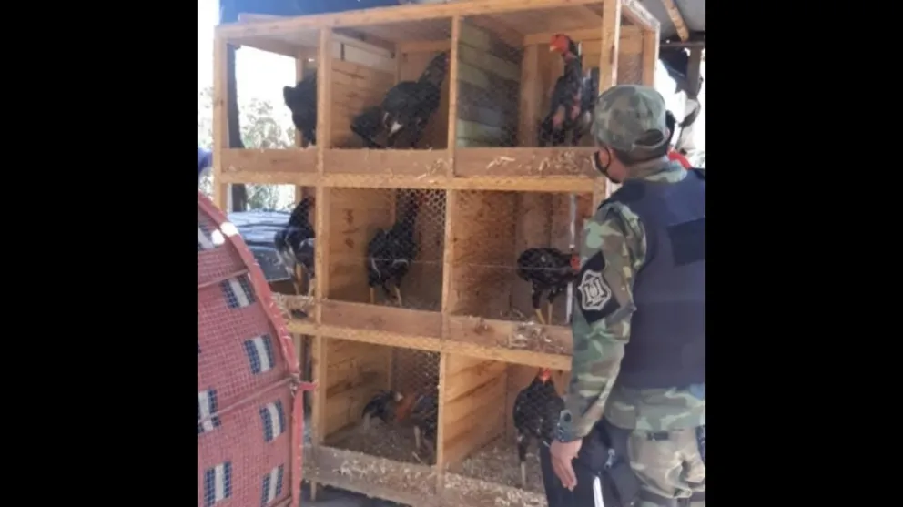 |VIDEO| Maltrato animal: así rescataron a más de 30 gallos que eran utilizados para sangrientos combates