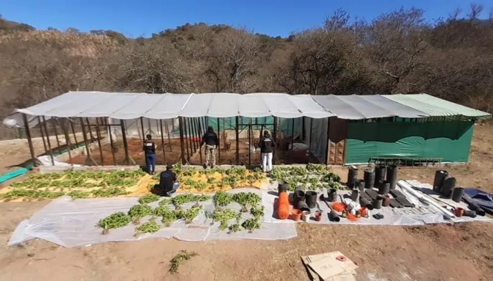 Montaron un invernadero para cultivar marihuana en Coronel Moldes