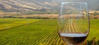 ¡Orgullo total!: un vino salteño llegó hasta tres países que son potencias