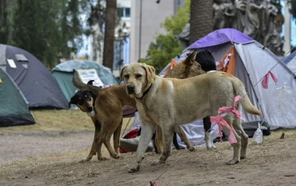 Instalan un puesto de asistencia para los perros que traerá la peregrinación