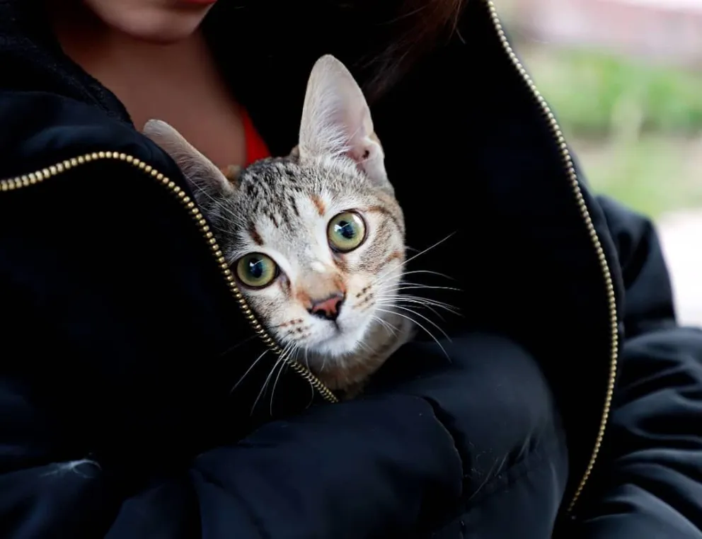 Denuncian gravemente a una reconocida veterinaria