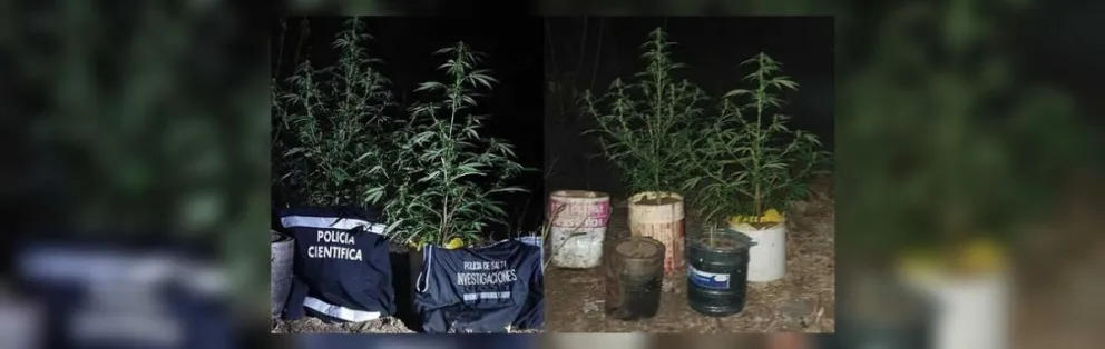 No era perejil: duro golpe al narcotráfico en Salta secuestran plantines y 4 mil dosis de marihuana