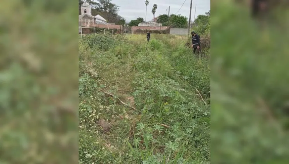 Salteño tenía una “particular” plantación en un baldío