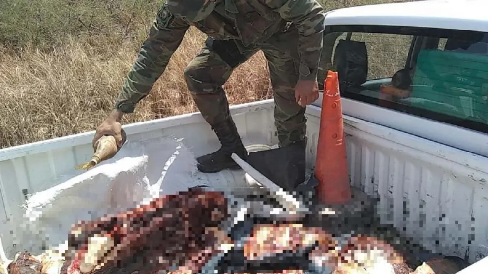 Todo podrido: la desagradable sorpresa que se llevó la policía al revisar la caja de una camioneta