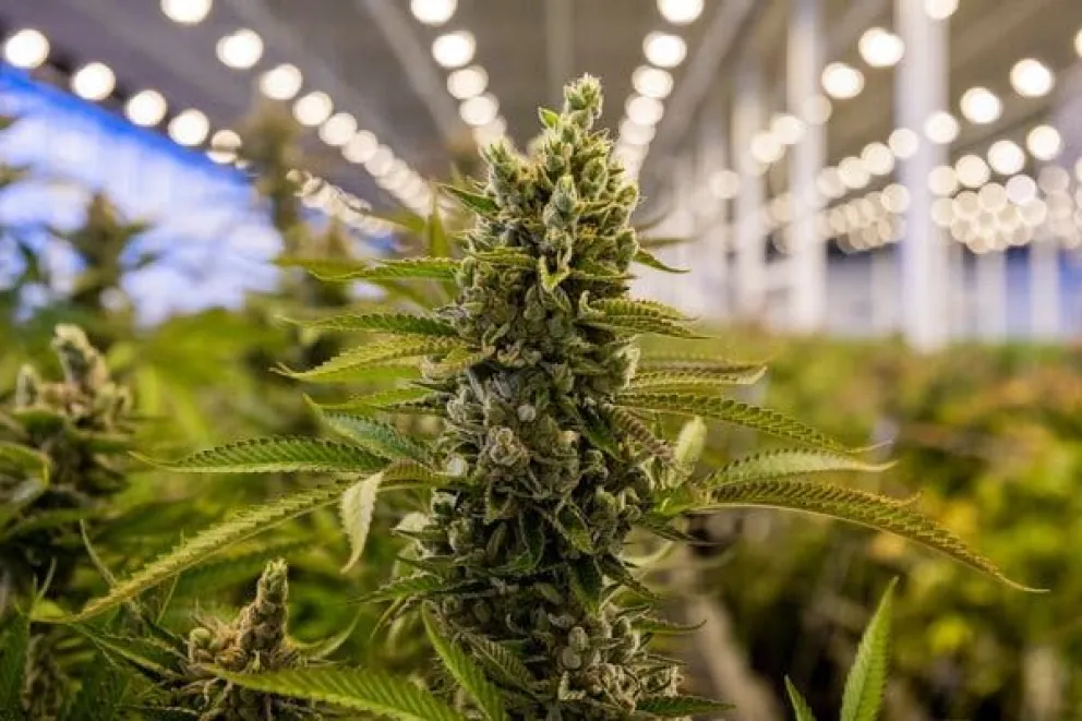 Proponen la creación de un Cultivo Municipal de Cannabis en Salta