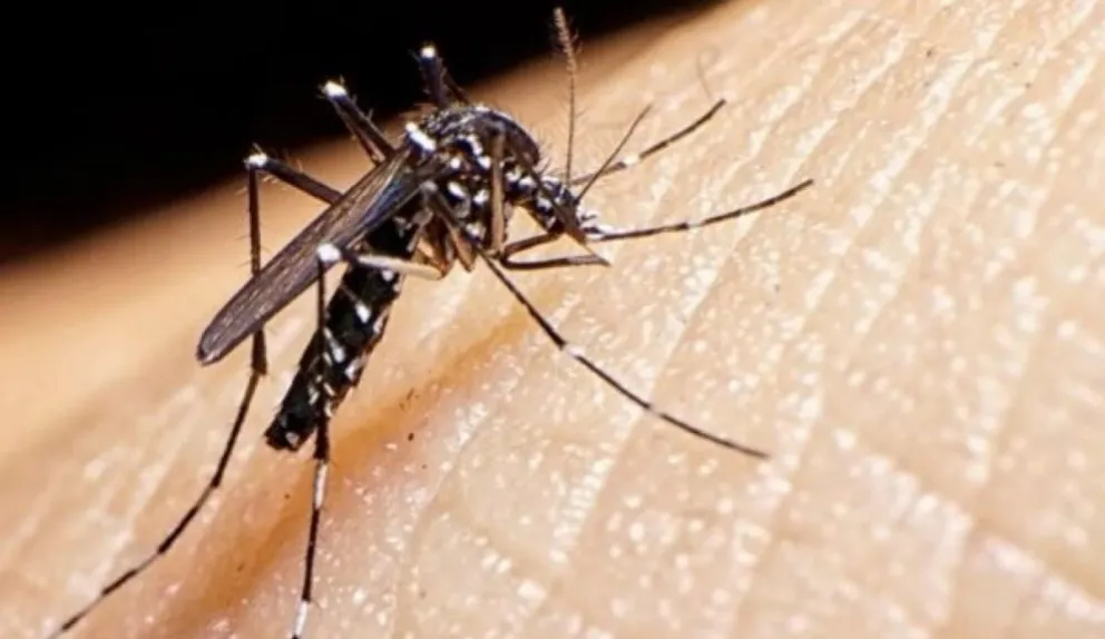 El dengue está circulando en Salta y autoridades de la UNSa recomiendan continuar con los cuidados en las casas
