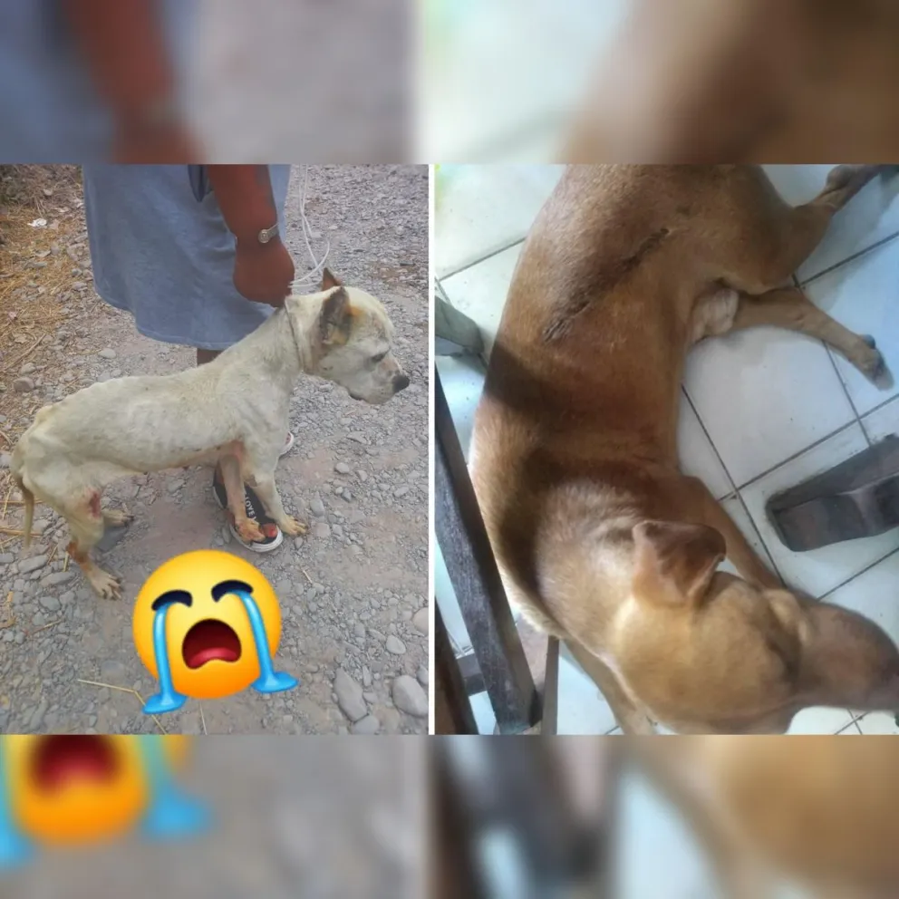 Proliferan los casos de maltrato animal en Salta ¿Qué hace la municipalidad al respecto?