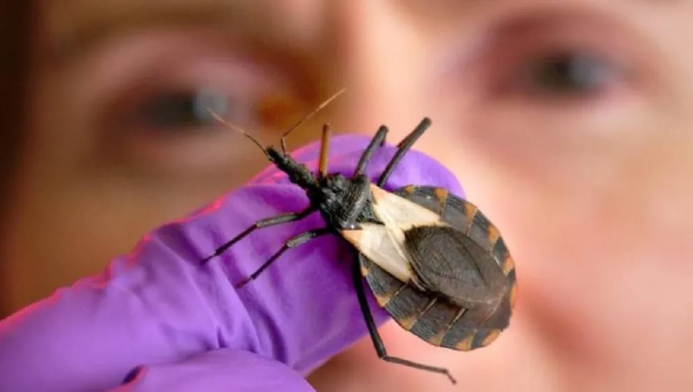 Advierten por un posible brote de Chagas en el norte provincial 