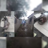 |ESCALOFRIANTES FOTOS| "Es un enfermo de mierda": salteño violaba, torturaba y quemaba perros