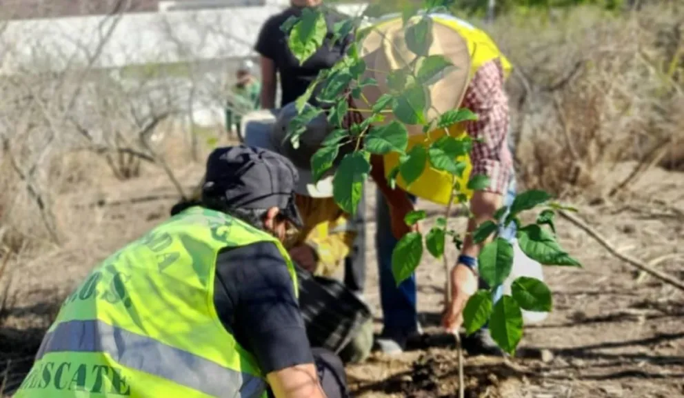 Plantación masiva. Fuente: (Twitter)