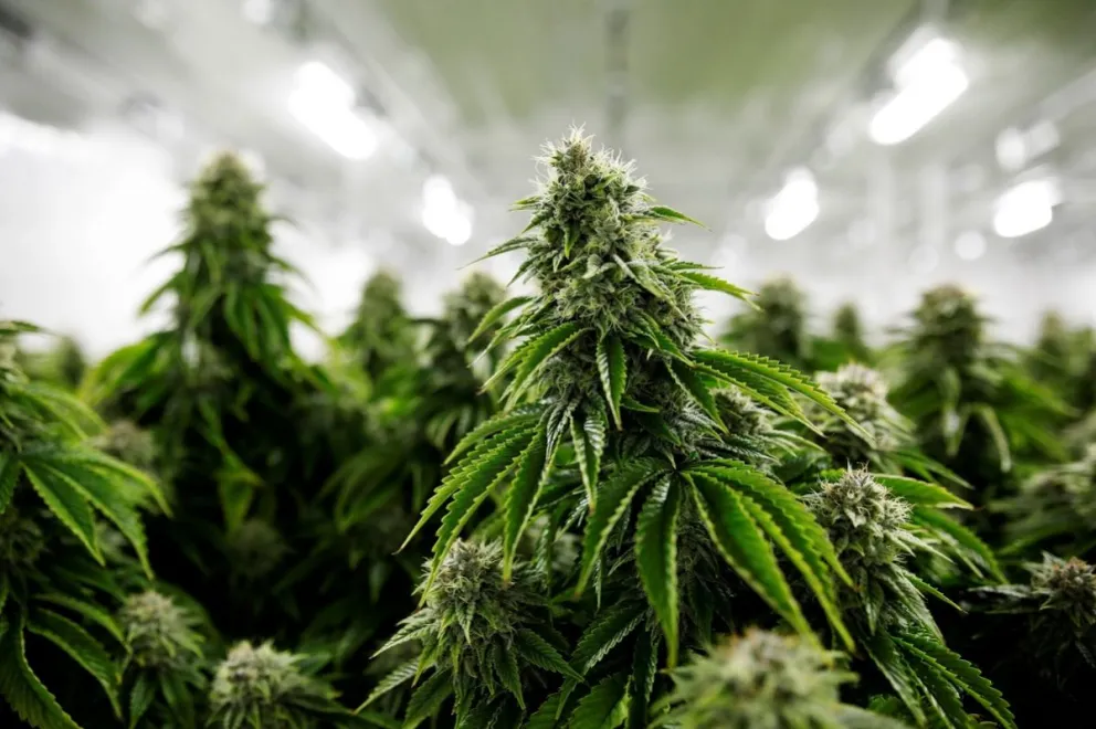 Insólito: transportaban marihuana a través de sachets de miel