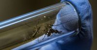 Dengue, zika y chikungunya en Salta ¿Ya se han reportado los primeros casos?