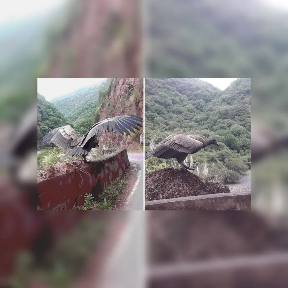 |FOTOS| Vecinos captaron la majestuosidad del cóndor en medio de las rutas de Salta