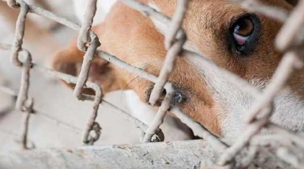 Denuncian otro caso de maltrato animal en la Ciudad: “Lo mató porque lloraba de hambre”
