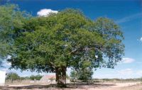 La legislatura resolvió declarar al Cebil Colorado como árbol provincial