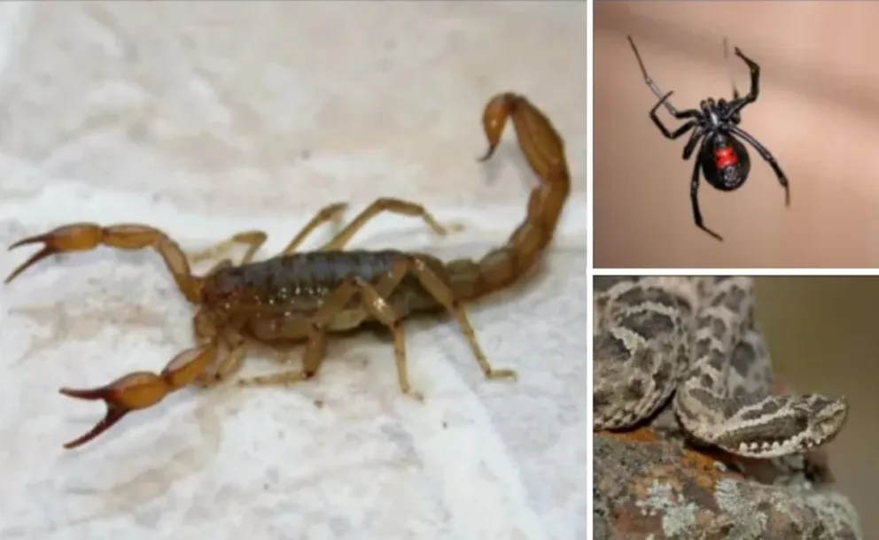 Cómo prevenir la aparición de alacranes, arañas y serpientes