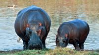 Lo que faltaba: dos hipopótamos contrajeron coronavirus