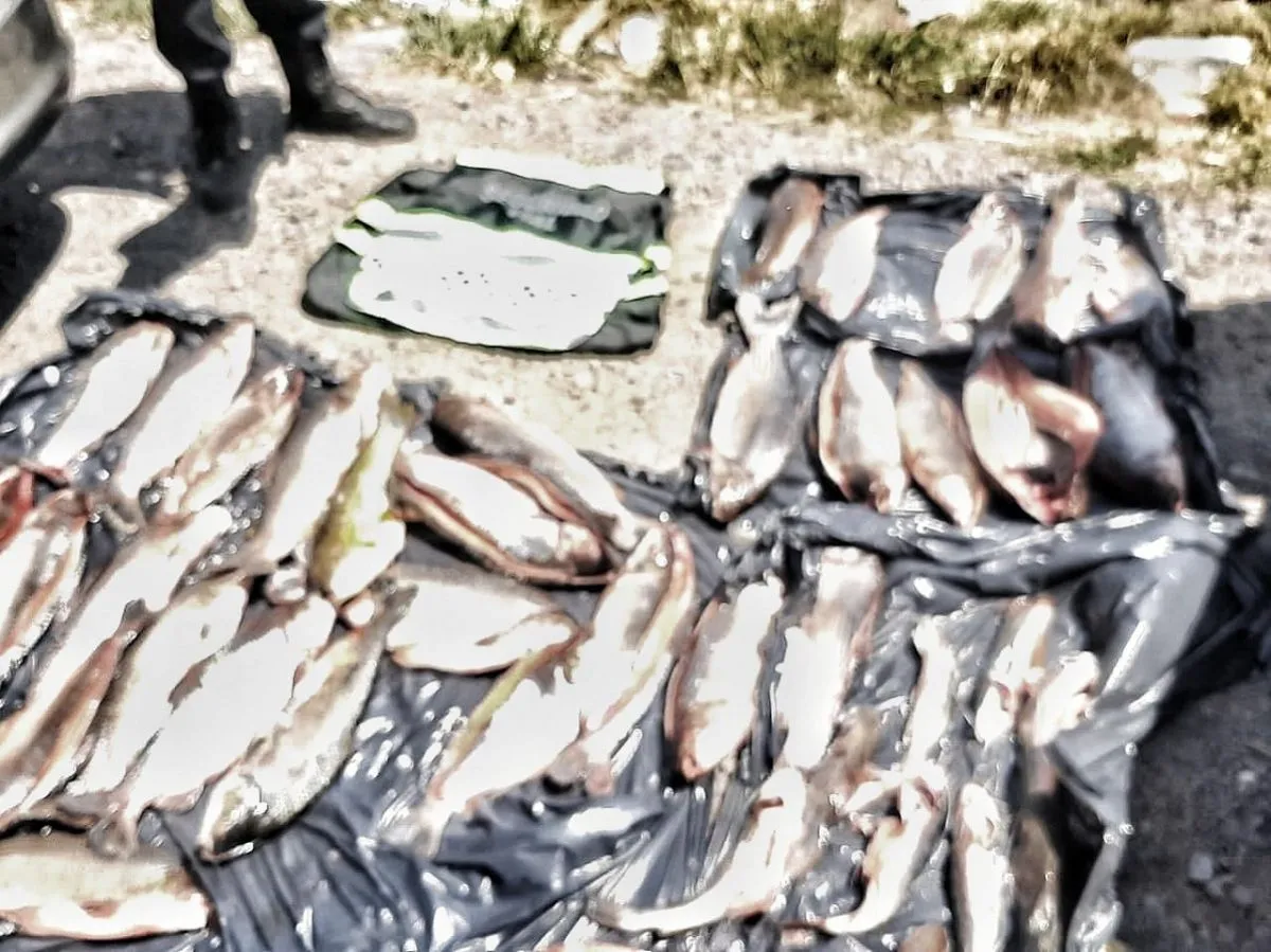 Pesca ilegal