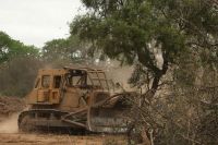 "Sería un verdadero ecocidio", alerta Greenpeace sobre el accionar de la Rural Salteña 