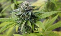 Una odontóloga que vende cannabis medicinal fue acusada de narcotraficante