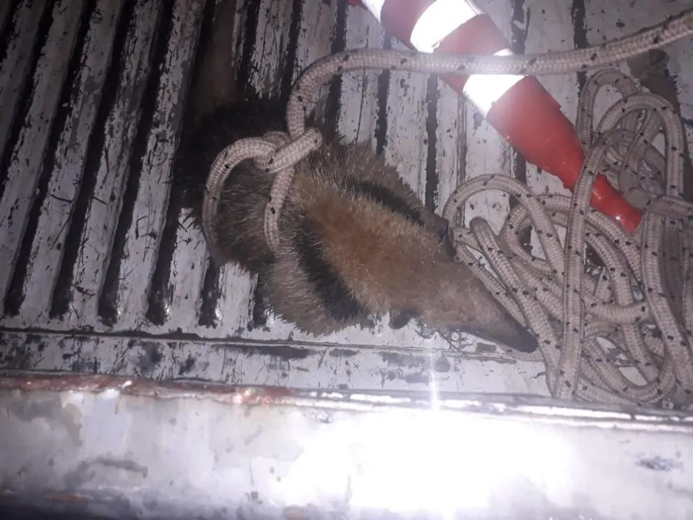 Orán: Rescataron a un oso hormiguero que merodeaba por calles céntricas