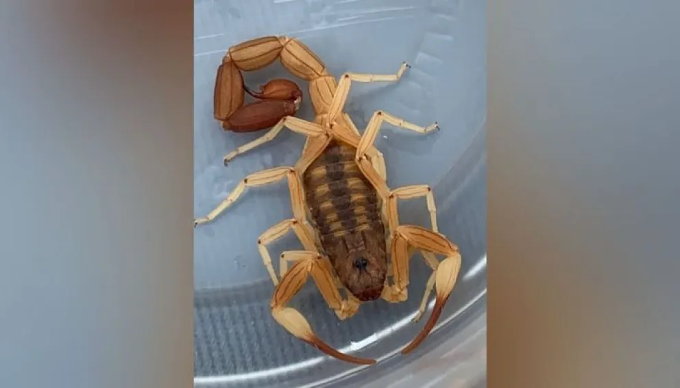 Con la temporada de alacranes en la provincia, recolectan ejemplares para crear antidótos