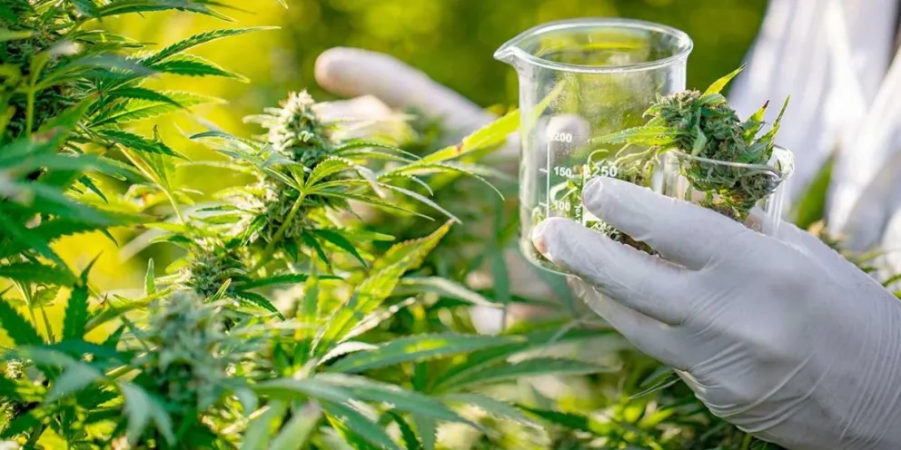  Piden que el cannabis medicinal que se produce en Jujuy sea distribuido por las obras sociales en Salta 