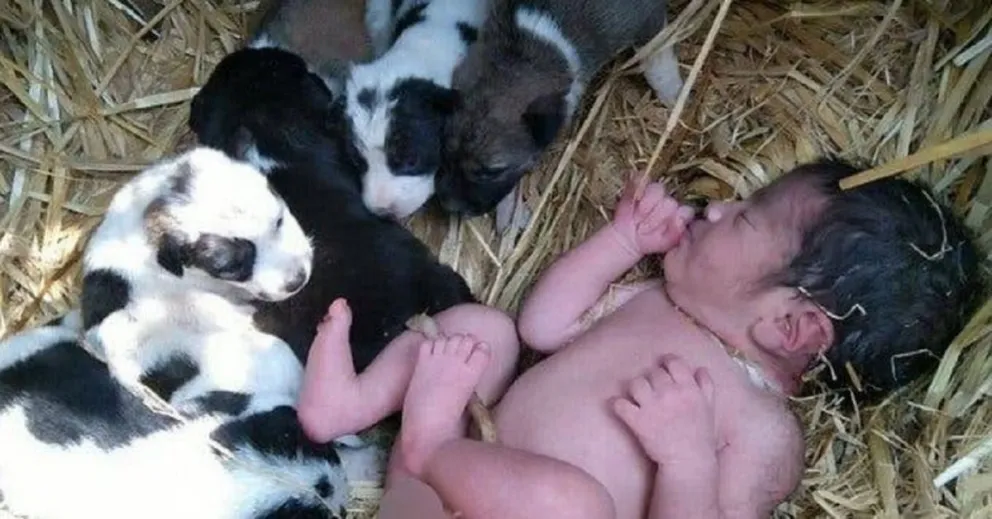 Abandonaron a una bebé en un descampado y una perra hizo algo increíble para salvarla
