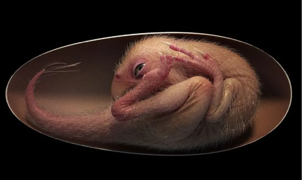 Ciencia: descubrieron un embrión de dinosaurio en perfectas condiciones