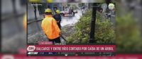 Andar con precaución: árboles caídos y el tránsito cortado en varias zonas de Salta