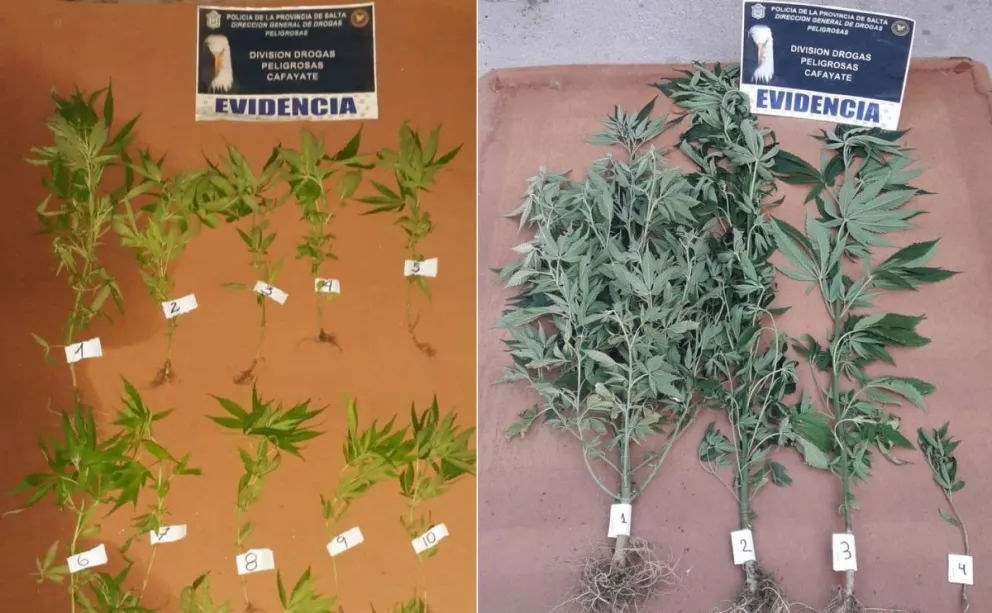 No era para la ensalada: mirá lo que escondían una joven y un hombre salteño en su hogar