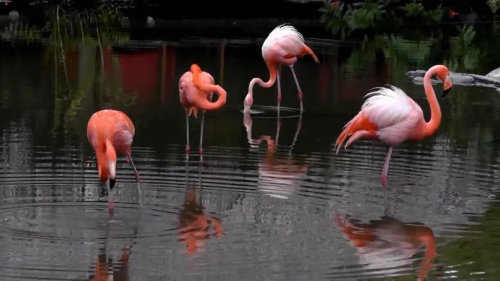|HAY VIDEO| Asombro entre los salteños por la aparición de flamencos rosados en el Parque San Martín