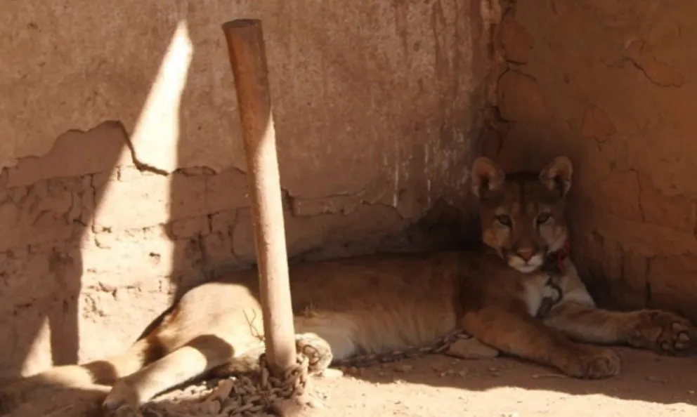 Un puma era la nueva mascota de una familia salteña hasta que los descubrieron