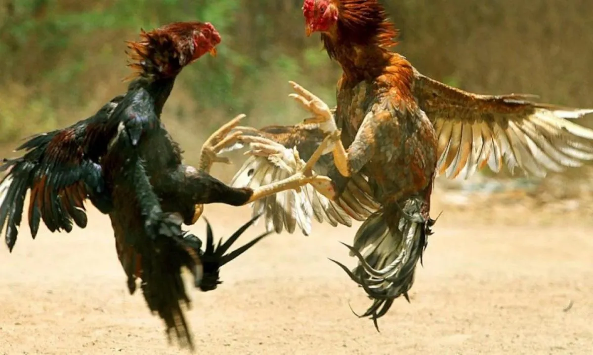Pelea de Gallos