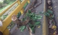 Tragedia: salteñita cayó de un árbol y murió