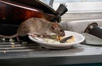 Indignante: pacientes de un hospital salteño aseguran que había ratas en la comida