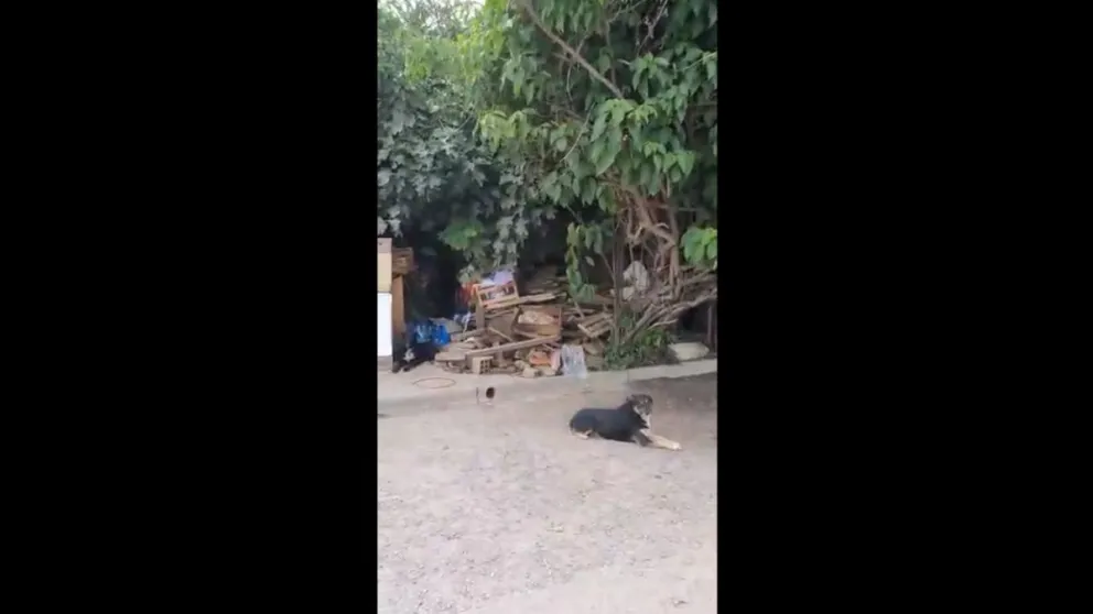 "Se la van a comer las ratas": acumula basura en la puerta de su casa y los vecinos están desesperados