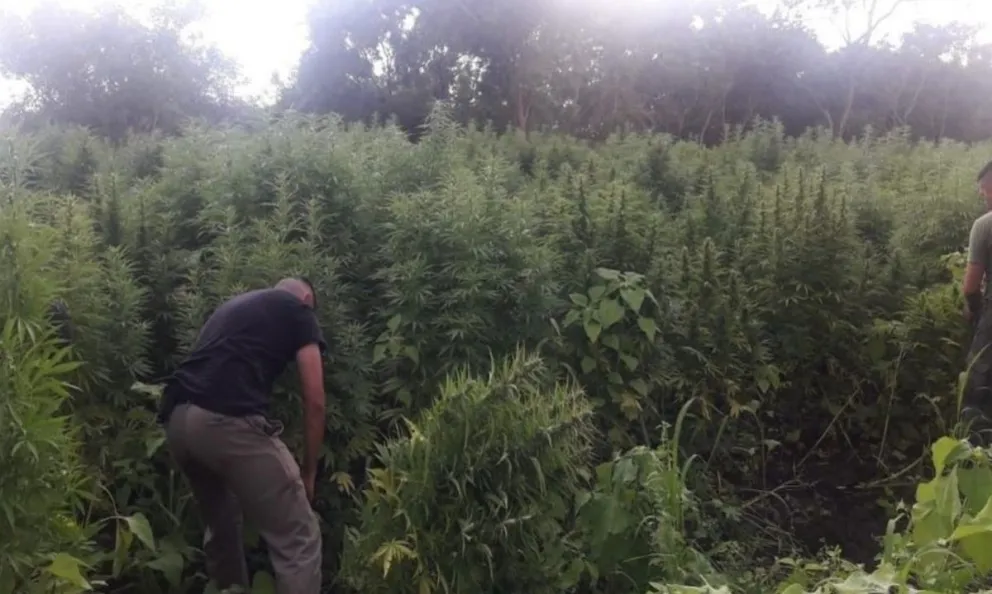 | VIDEO | La finca allanada días atrás en Salta sería una de las redes de marihuana más grandes del país