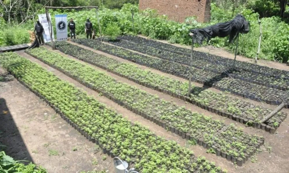 La megaplantación de marihuana en Salta sería de "El Morsa", un empresario según sus redes sociales