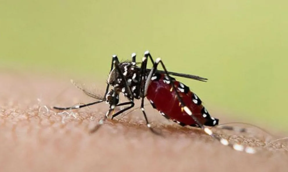 Coronavirus, Influenza y ahora Dengue: un nuevo virus preocupa a los salteños
