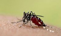 Luego del primer caso de dengue en Aguaray se realizarán controles a los vecinos de la zona
