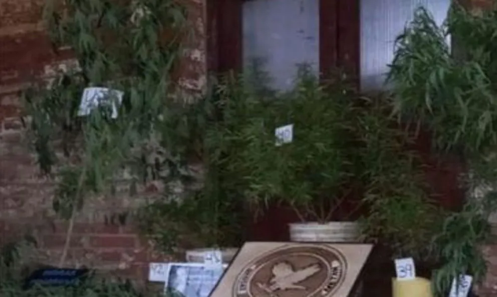 Operativos antinarcotráfico en Salta: se desmantelaron dos casas con varias plantas de cannabis
